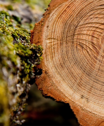 ¿Por qué las paletas moldeadas no necesitan fumigación para la exportación?